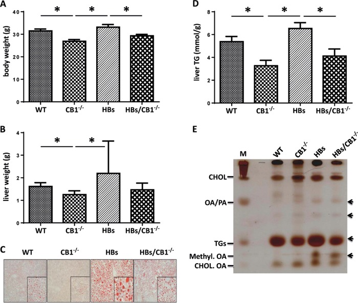 CB1 receptor knockout decreased body weight and hepatic lipid accumulation in mice. a Bar diagram showed significant reduction of body weight in 52-week-old CB1−/− and HBs/ CB1−/− mice in comparison with WT and HBs. Depicted are means ± SEM, n = 8–12. b Liver weight was reduced in CB1−/−-mice and enhanced in HBs transgenic mice. c Representative Oil red O staining of a 52-week-old mouse liver. d Liver triglyceride analysis demonstrated significant reduction of TGs level in the liver of 52-week-old CB1−/− and HBS/CB1−/− mice. n = 7–9. e Representative thin layer chromatography analysis demonstrated different total lipid profiles of 52-week-old mouse liver tissues. CHOL Cholesterol, OA/PA oleic acid/palmitic acid, TGs triglycerides
