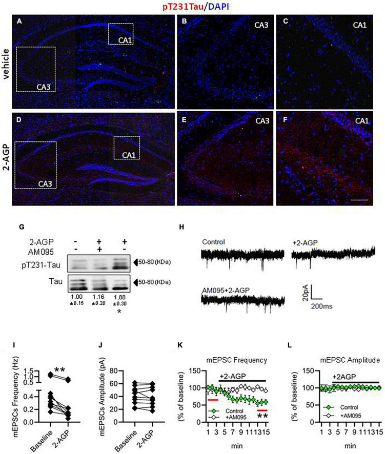 2-AGP triggers pT231-Tau phosphorylation and impairs glutamatergic transmission in the CA1 area of the hippocampus. (A–F) Representative images of pT231-Tau immunoreactivity in the hippocampus showing the highest expression in the CA3-CA1 area of 2-AGP-injected mice. Panels (B,C,E,F) are high magnification of the respective area selected by the dotted box in the panels (A,D). Scale bar: 150 μm in (A,D) and 100 μm in (B,C,E,F). (G) Representative immunoblots of pT231-Tau/Tau ratios showing the effect of 2-AGP (10 mg/kg, 1 h) or AM095 treatment (10 mg/kg), injected, 1 h before 2-AGP. Optical density (OD) values are expressed as the ratio between the OD values of phosphorylated and total protein. Data represent means ± SEM (n = 3 mice/group), *p < 0.05, statistical analysis was performed by ANOVA followed by Tukey’s test. (H) Representative recordings traces of mEPSCs in CA1 pyramidal neurons in control, 2AGP and AM095 + 2-AGP. (I) Graph of the mEPSC frequency before (3 min) (0.48 ± 0.11 Hz) and after treatment with 250 nM 2-AGP (3 min) (0.25 ± 0.08 Hz), Wilcoxon matched-pairs signed rank test. **p < 0.01, n = 10 neurons in 4 mice (J) Graph of the mEPSC amplitude before (41.28 ± 4.4 pA) and after 2-AGP (40.10 ± 4.7 pA), n = 10 neurons in 4 mice. (K) mEPSC frequency (% of 3 min of baseline). Green: effect of the 2-AGP treatment in CA1 pyramidal neurons, white: effect of the 2-AGP treatment in pyramidal neurons pre-treated with AM095 (10μM), statistical analysis was performed by two-tailed one sample t-test, **p < 0.05; red lines represent the part of compared graph. (L) mEPSC amplitude (% of the baseline). Green: effect of the 2-AGP treatment in CA1 pyramidal neurons, white: effect of the 2-AGP treatment in pyramidal neurons pre-treated with AM095.