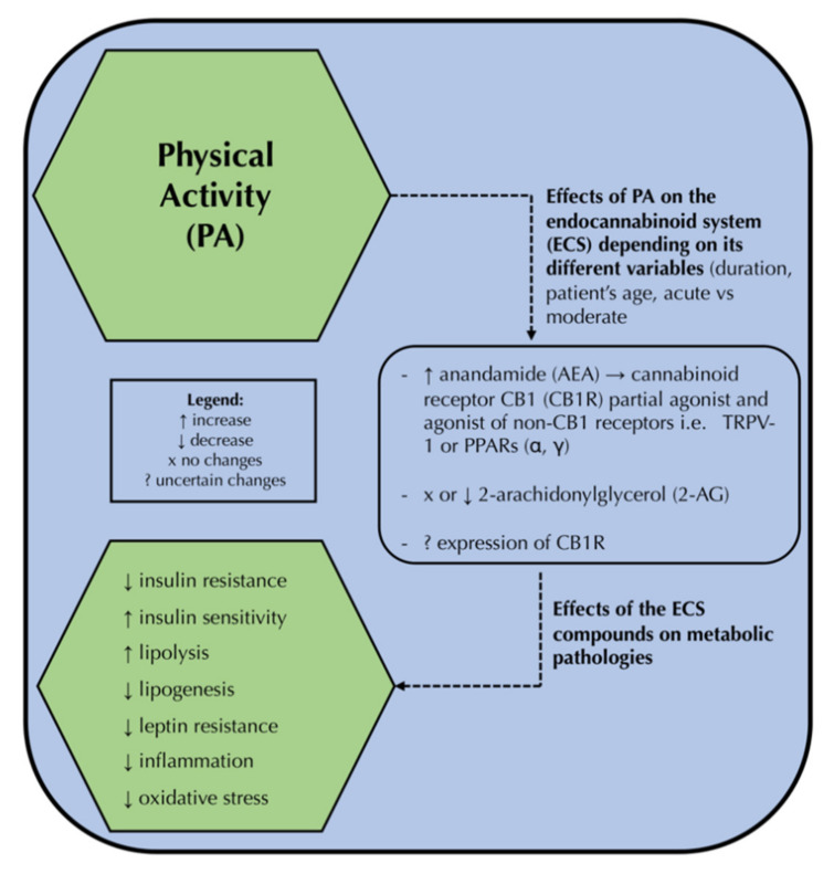 The effect of physical activity on the endocannabinoid system components and, subsequently, its possible impact on the attenuation of metabolic pathologies. PA: physical activity, ECS: endocannabinoid system, AEA: anandamide, CB1R: cannabinoid receptor type 1, ECS: the endocannabinoid system, TRPV-1: transient receptor potential vanilloid 1 ion channel, PPAR: peroxisome proliferator-activated receptors α, 2-AG: 2-arachidonoylglycerol.
