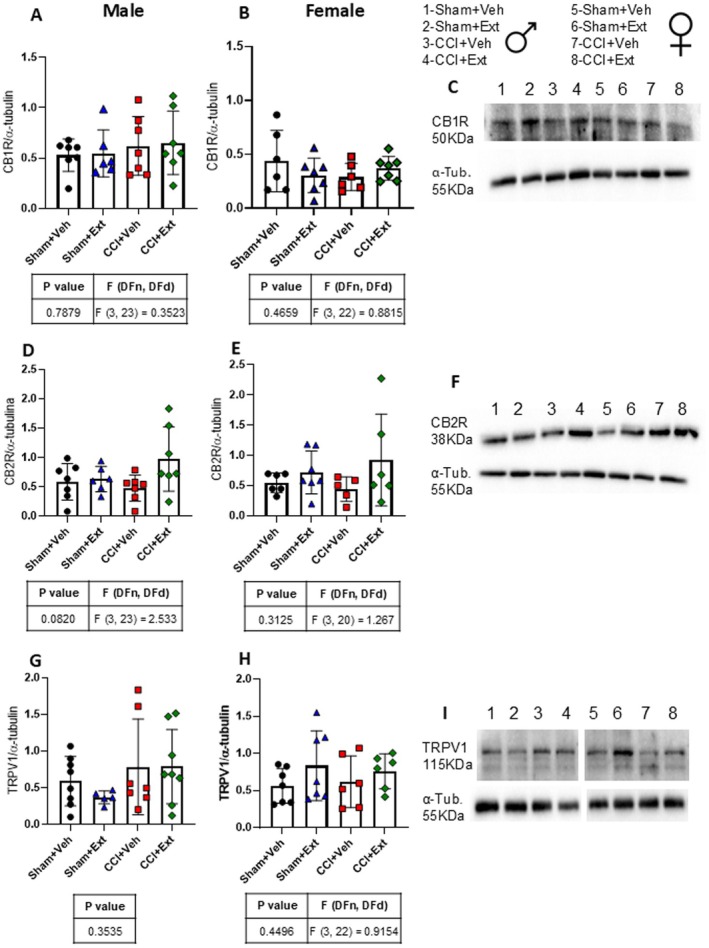 CB1R, CB2R and TRPV1 levels are not altered in the ipsilateral spinal cord 22 days after CCI or Sham surgery, regardless of treatment. Quantification histograms and representative immunoblot images showing the expression levels of CB1R (A–C), CB2R (D–F) and TRPV1 (G–I), normalised to α‐tubulin, in the ipsilateral spinal cord of male and female rats 22 days after surgery. Data were analyzed using one‐way ANOVA or the Kruskal–Wallis test, followed by Šidák's or Dunn's post hoc tests. Tables under the graphs present p values, F values and degrees of freedom from ANOVA tests, as well as the p value, H value and degree of freedom from the Kruskal‐Wallis test. Values are expressed as means ± standard deviation; n = 6–7 animals per experimental group.