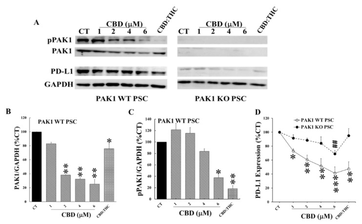 CBD and THC inhibited PD-L1 expression of PSC cells by decreasing PAK1 activity. PAK1 wild type (WT) and knockout (KO) murine pancreatic stellate cells (PSC) were incubated with CBD or CBD plus THC (1 µM:1 µM) for 24 h. The cells were lysed, and the cell lysates were subjected to Western blotting with antibodies against total PAK1, active phosphorylated PAK1 (pPAK1), PD-L1 and GAPDH. Two representative blots were shown in (A). The relative expression levels of PAK1 (B), pPAK1 (C) and PD-L1 (D) were calculated from three independent sets of experiments while the values obtained from the non-treated controls of PAK1 WT cells were taken as 100%. In (D), the non-treated controls for either PAK1 WT or KO were taken as 100% for the treated WT and KO cell line respectively. CT: control. *, p < 0.05; **, p < 0.01, ***, p < 0.001 compared to the values obtained from the non-treated controls of PAK1 WT cells. ##, p < 0.01 compared to the values from the non-treated controls of PAK1 KO cells (D).
