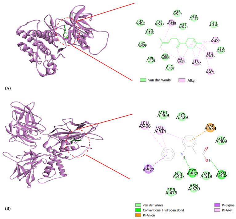 Molecular docking interactions of NIK with (A) β-bisabolene and (B) diclofenac. The pink ribbon represents the NIK protein. β-bisabolene and diclofenac have been illustrated as green sticks.