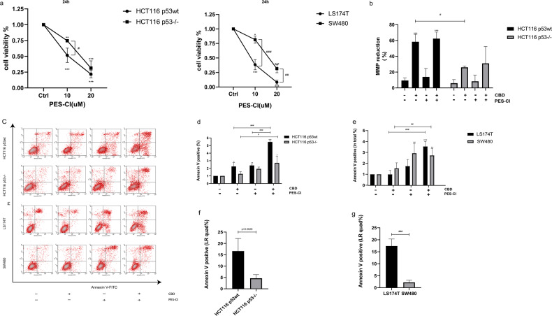 The Hsp70 inhibitor PES-CI potentiates the antitumor effect of CBD.a Viability of CRC cells treated with PES-CI. b CBD-induced reduction in mitochondrial membrane potential (MMP) (%) in HCT116 cells. c Apoptosis determined by Annexin V/PI staining. d, e Percentage of apoptotic CRCs (Annexin V positive: UR quad% + LR quad%). f, g Percentage of early apoptotic Annexin V positively stained CRCs (LR quad%). Statistical differences of each group were evaluated by comparing the control (*p ≤ 0.05, **p ≤ 0.01 and ***p ≤ 0.001) or to the other group (#p ≤ 0.05, ##p ≤ 0.01 and ###p ≤ 0.001). One-way ANOVA, two-way ANOVA analysis or t-test was used. All data are expressed as the mean ± SD of three independent experiments.