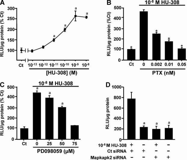 CB2 mitogenic signaling in osteoblasts involves stimulation of CREB transcriptional activity downstream of enhanced de novo Mapkapk2 mRNA levels. MC3T3 E1/CRE-luc cells were challenged with HU-308 for 8 hours (A–C) or 5 hours (D), and optical density was measured as luciferase relative light units (RLUs). (A) Dose-response analysis. (B–D) Arrest of CB2-stimulated CREB activity by: (B) selective Gi protein inhibitor pertusis toxin; (C) MEK-Erk1/2 inhibitor PD098059; (D) Mapkapk2 siRNA. Data are mean ± SE obtained in six culture dishes per condition. ap < .05 versus Ct or cultures treated with HU-308 and Ct siRNA.