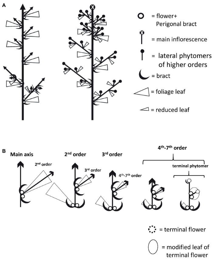 Schematic diagrams of Cannabis plant and inflorescence architecture. (A) Plant architecture under long photoperiod (left) and short photoperiod (right). (B) Architecture of branches and branchlets in increasing order. In terminal phytomer, the leaf is dramatically reduced into a structure that envelops the two solitary flowers and the terminal flowers developed instead of a shoot.