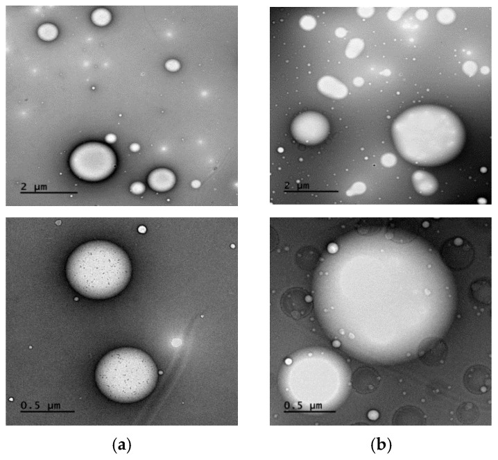 TEM images of Intralipid® particles (a) and Intralipid® with 10% pluronic-81 (b) at 10 K magnification power (up) and 40 K magnification power (down). The Intralipid® droplets when captured alone (a) had discrete edges and smaller sizes, while in the presence of pluronic-81 (b), particles were larger and surrounded by a layer that made their edges less apparent. Agglomerations of particles enveloped by the same layer can also be noted in the presence of pluronic-81.
