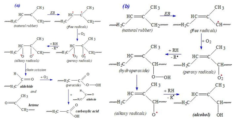 Possible mechanisms of natural rubber degradation by irradiation with formation of aldehide, ketone, carboxylic acid (a) and alcohol (b).