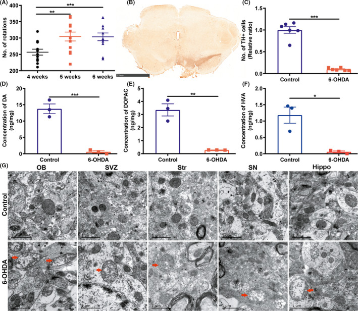 Behavioral test and pathological lesions in rats. (A) The number of rotations induced by APO in PD rats (APO‐induced rotations ≥7 rpm) at the 4, 5, and 6 weeks following exposure to 6‐OHDA (n = 12 rats, Paired‐samples t test). (B) TH immunohistochemical staining in the SN of 6‐OHDA PD rats (Scale bar = 2.5 mm). (C) The number of TH+ cells in the SN of 6‐OHDA PD rats (n = 6 brain slices, Student's t test). (D‐F) The concentrations of DA, DOPAC, and HVA in the striatum (n = 3 rats per group, Student's t test, saline control vs 6‐OHDA PD rats). (G) Ultrastructural changes of mitochondria in five brain regions. Red arrows represent injured mitochondria (saline control vs 6‐OHDA PD rats; Scale bar = 1 μm,). *p < 0.05, **p < 0.01, ***p < 0.001