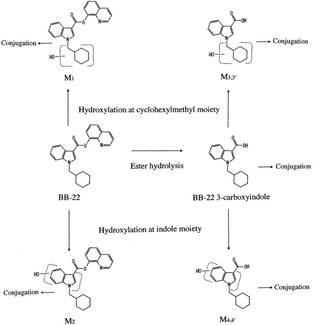 Structures of BB-22, its metabolites BB-22 3-carboxyindole and metabolites M1–M4,4′ showing their metabolic pathways