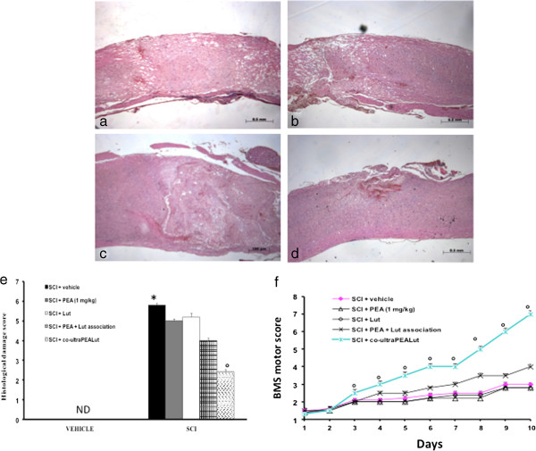 Effect of co-ultraPEALut treatment on histological alterations of the spinal cord tissue 24 hours after injury. Spinal cord samples were collected from the perilesional area 24 hours after injury and stained with H&E. Significant damage to the spinal cord was assessed in SCI-operated mice stained with H&E (a, histological score e) compared with sham-operated mice (data not shown). Low protection from SCI was observed in the tissue collected from mice treated with PEA at the dose of 1 mg/kg (b, histological score e), while a strong and important protection on the severity of trauma was observed following treatment with the co-ultramicronized composite co-ultraPEALut at the dose of 1 mg/kg (d, histological score e). Indeed, the treatment of PEA + Lut association (administered as combination therapy) was not able to protect the tissue damage induced by SCI (c, histological score e). The histological score was made by an independent observer. Values expressed as mean ± SEM of ten mice for each group. *P <0.001 versus sham; °P <0.01 versus SCI. Moreover, the degree of motor disturbance was assessed every day until 10 days after SCI by Basso Mouse Scale (BMS) open-field score. Treatment with the co-ultraPEALut at the dose of 1 mg/kg reduced the motor disturbance after SCI more effectively than the treatment with PEA and Lut administered alone (f), or with the pretreatment of the association of PEA + Lut administered as combination therapy, (f). This figure is representative of at least three experiments performed on different experimental days. Values expressed as mean ± SEM of ten mice for each group. *P <0.01 versus sham; °P <0.01 versus SCI. BMS, Basso Mouse Scale; H&E, hematoxylin and eosin; Lut, luteolin; ND, not detectable; SCI, spinal cord injury; SEM, standard error of the mean; PEA, palmitoylethanolamide.