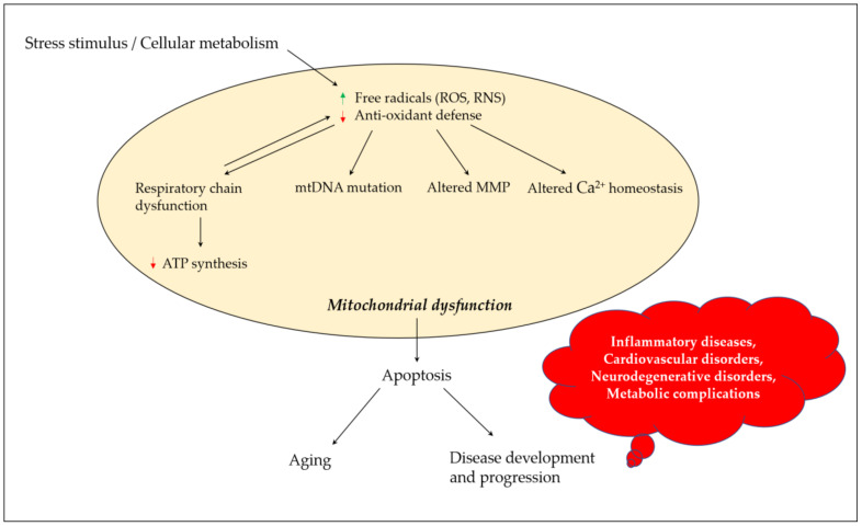 Mitochondrial dysfunction and its contribution towards aging and disease development and progression. Stress stimulus and irregular cellular metabolism may lead to the increased production of ROS and RNS, and decreased antioxidant defense parameters, which eventually result in mitochondrial dysfunction due to a defective mitochondrial respiratory chain, mutation in mtDNA, altered MMP and influenced Ca2+ homeostasis. These events could promote apoptosis, paving the road for aging and disease development and progression. ROS, reactive oxygen species; RNS, reactive nitrogen species; mtDNA, mitochondrial DNA; MMP, mitochondrial membrane potential; ATP, adenosine triphosphate.