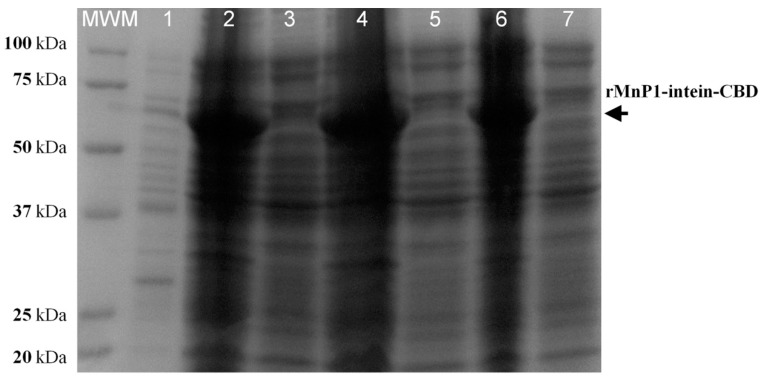 SDS-PAGE with uninduced and isopropyl-β-D thiogalactopyranoside (IPTG)-induced cells of E. coli T7 shuffle expressing the protein fusion rMnP1−Intein−CBD. When cultures reached an OD600nm of 0.5, they were induced with different concentrations of IPTG and incubated at 37 °C for 12 h: induction with 0.1 mM IPTG, insoluble (lane 2) and soluble (lane 3) fractions; induction with 0.4 m M IPTG, insoluble (lane 4) and soluble (lane 5) fractions; induction with 0.8 mM IPTG, insoluble (lane 6) and soluble (lane 7) fractions. Lane 1: Uninduced with IPTG. MWM: Kaleidoscope Protein Standard.