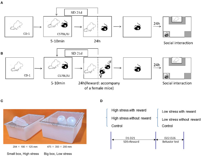 Experiment protocol. (A) Schematic representation of the CSDS. (B) Schematic representation of the reward during CSDS: 24-h accompany of female mice. (C) Schematic representation of the different sizes in the cage for large and small stress. (D) Experimental flowchart, including grouping and processing, and modeling information.