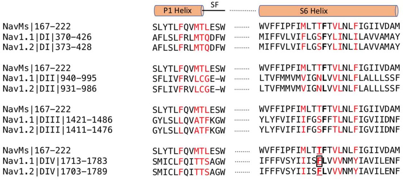 Sequence Alignments of CBD Binding Sites in NavMs, hNav1.1 and hNav1.2In red are the CBD binding residues (with 3.9 Å of the compound) in NavMs and the equivalent residues in hNav1.1 and hNav1.2. The bold black F indicates the site of the NavMs F208L mutant used in these studies. It was changed from F to L in NavMsL because in half of the human Nav domains it is an F and in the other half it is an L. However, as seen in Supplementary Fig. 8, the residue type present at this site makes essentially no difference in the structure. Binding residues occur within the P1 pore helix, the selectivity filter loop and the S6 helix. The residue, which when mutated to alanine in hNav1.1 reduces the binding affinity of CBD, is boxed. The sequence alignment was carried out using Clustal Omega (Siever et al., 2011) and annotated manually.