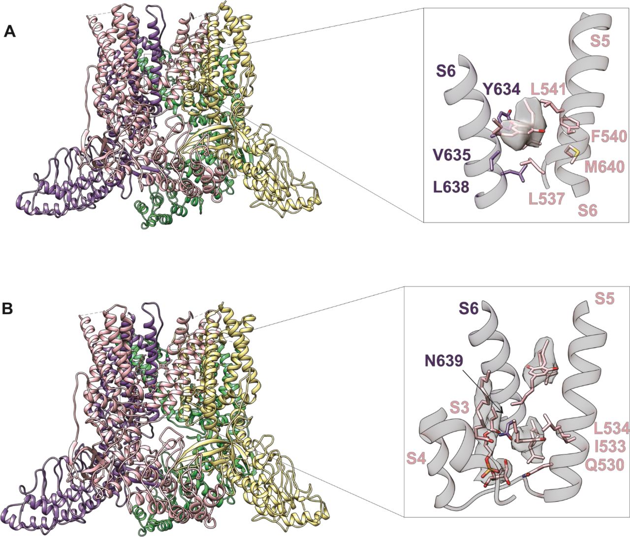 Identifying CBD binding sites in TRPV2. (A)Overall structure of the rTRPV2 channel in lipid nanodiscs in conformation A with one CBD molecule bound to each monomer (pdb ID 8FX8). Magnified view of the single CBD binding site was shown in the right panel. Both CBD and interacting residues ae presented in stick with the cryo-EM density (EMD-29526) corresponding to CBD shown as a white surface. (B) Overall structure of the rTRPV2 channel in lipid nanodiscs in conformation B with two CBD molecules bound to each monomer (pdb ID 8FXG). Magnified view of the two CBD binding sites are shown in the right panel. CBD with interacting residues and lipid were presented in stick and cryo-EM density (EMD-29532) corresponding to CBD and lipid are shown as a white surface.