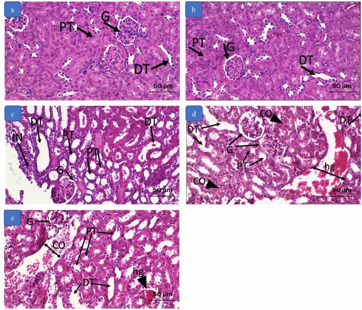 Photomicrographs of kidney tissue by H&E. a and b section from the negative control and positive control group showing normal proximal tubules (P.T.), distal tubules (D.T.) and renal glomeruli (G). c: section from group C (0.3 mg/kg) showing dilated proximal tubules (P.T.) and distal tubules (D.T.) with flattening of the lining epithelium. The renal glomeruli (G) are slightly affected. There is an area of inflammatory cell infiltration (IN). d section from group D (3 mg/kg) showing dilated proximal tubules (P.T.) and distal tubules (D.T.) with flattening of the lining epithelium. The renal glomeruli (G) show widened space. There are areas of hemorrhage (hg) and congestion (C.O.). e section from group E (10 mg/kg) showing dilated proximal tubules (P.T.) and distal tubules (D.T.) with flattening of the lining epithelium. The renal glomeruli (G) show widened space. There are areas of hemorrhage (hg) and congestion (C.O.). (Magnification × 200)