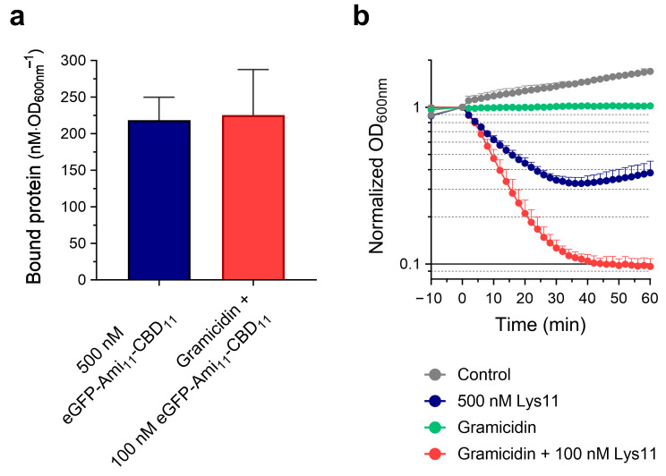 PMF dissipation enhances Lys11 lysis by simultaneously favoring endolysin binding to cells and peptidoglycan cleavage. (a) Cells of strain RN4220 were untreated or treated with gramicidin and then incubated with 500 and 100 nM of eGFP-Ami11-CBD11, respectively, which resulted in similar amounts of fluorescent protein bound to cells (no significant differences of bound protein according to Student’s t-test). The data represent means ± standard deviation from at least 9 independent experiments. (b) In the corresponding lysis assay, 500 and 100 nM of Lys11 were added to cells that had been untreated or treated with gramicidin, respectively. Despite the similar endolysin binding inferred in (a), the condition gramicidin + 100 nM Lys11 causes more extensive and faster cell lysis. The data represent means ± standard deviation from at least 5 independent experiments.