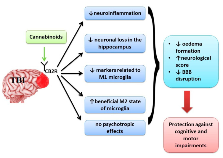 The main effects of activation of CB2R in TBI.
