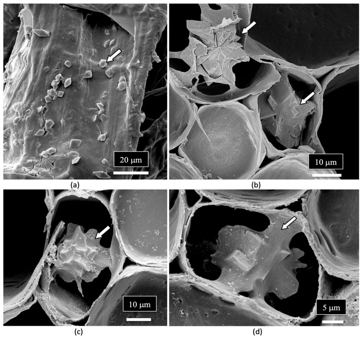 Crystals presumed to be those of calcium oxalate (white arrows) are present in the xylem vessel elements (a) as well as in the pith parenchyma cells (b–d).