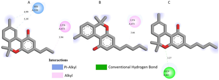 Molecular docking interactions of Cannabis sativa phytoconstituents with BRAF V600E (PDB ID: 5RGQ): (A) C5, (B) C6, and (C) C7.