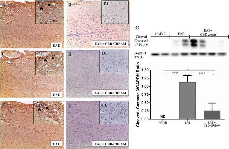 Immunohistochemical image for nitrotyrosine localization of EAE mice (a:10x, A1 magnification:40x) compared to CBD topical treated mice (b:10x, B1 magnification:40x). Immunohistochemical evaluation for iNOS in EAE (c:10x, C1 magnification:40x) and in EAE + 1 % CBD-cream mice (d:10x, D1 magnification:40x). Immunohistochemical analysis for PARP in spinal cord tissues from EAE mice (e) and mice treated with 1 % CBD-cream (f). Panel g shows western blot analysis for Cleaved-caspase 3. GAPDH was used as internal control. ****p < 0.0001 vs EAE, *p < 0.0244, ****p < 0.0001 vs. EAE + CBD-cream. ND not detectable
