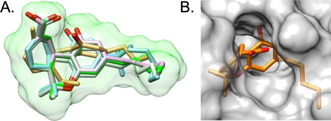 Computational modeling. (A) Overlay of docked poses for THC (green), 11-OH-THC (pink), THC-COOH (light green), AJA (blue), and CBD (tan). Green molecular surface for THC. Protein residues hidden for clarity. (B) Molecular surface of FABP1 zoomed in on the metabolite THC-COOH highlighting solvent exposure of the carboxylic acid moiety.