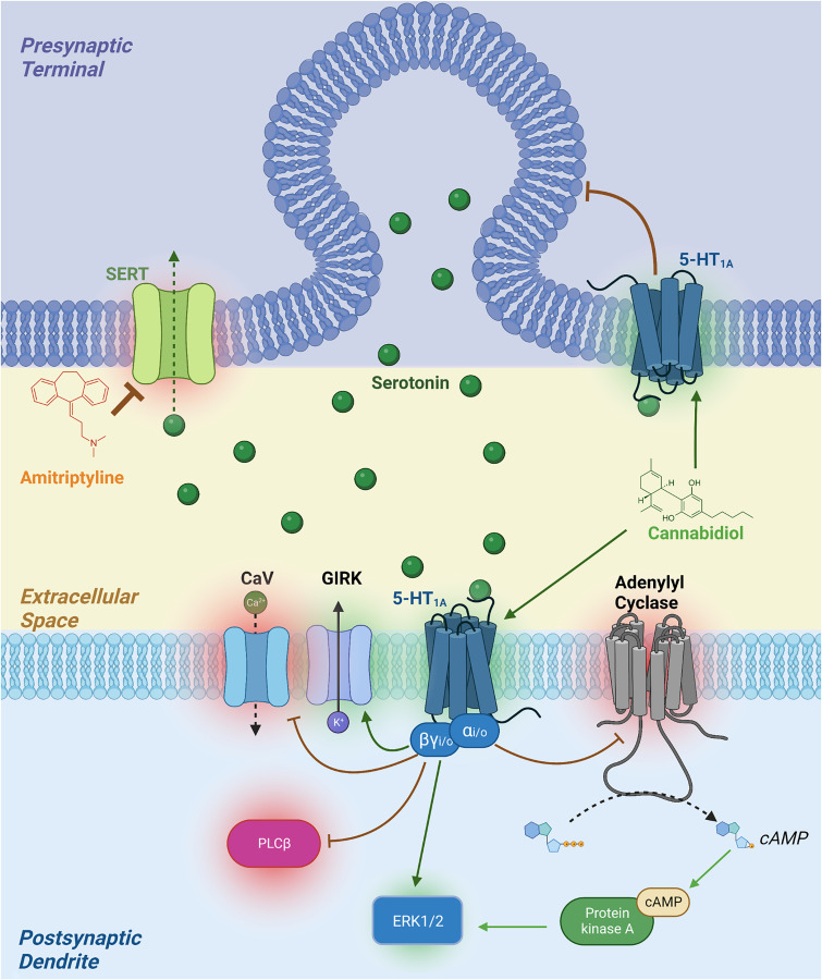 Mechanism of proposed combined CBD and AT antinociception. CBD acts as a positive allosteric modulator at 5-HT1A receptors, which are Gi/o coupled receptors located both as presynaptic autoreceptors and postsynaptic heteroreceptors. These receptors are associated with enhanced potassium conductance, depressed calcium conductance, inhibition of PLCβ, inhibition of adenylyl cyclase, and indirect alteration of the extracellular signal-regulated kinase 1/2 signaling pathway. The autoreceptor attenuates release of serotonin while activation of the heteroreceptor is associated with analgesic and anti-depressive effects. AT is associated with, among other effects, inhibition of the serotonin reuptake transporter to increase synaptic serotonin. The use of AT with CBD offsets the attenuation of serotonin release by 5-HT1A autoreceptors to allow for enhanced synaptic serotonin acting at 5-HT1A postsynaptic heteroreceptors that have been enhanced by CBD’s actions as a positive allosteric modulator. Created with BioRender.com.