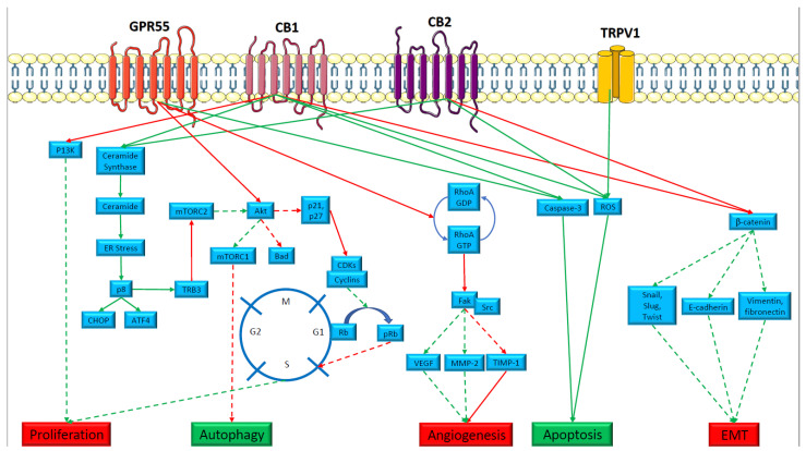 The mechanisms by which cannabinoids have anti-cancer effects.