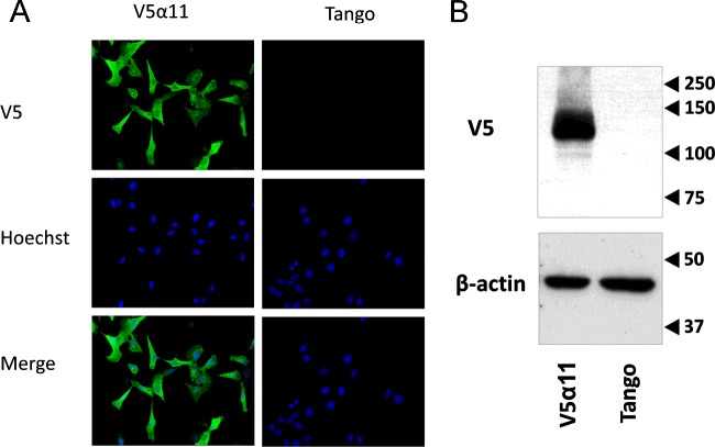Stable expression of human DAGLα-V5 in the V5α11 cell lineDAGLα-V5 expression in the V5α11 cell line was periodically monitored by Western and immunocytochemical analyses using a V5 antibody. A representative image demonstrating the stable and clonal expression of DAGLα-V5 in fixed V5α11 cells immunostained with a V5 antibody (green) and the nuclear stain Hoechst (blue) is presented above along with parental cells as a negative control (A). Western analyses using V5α11 membranes (and parental membranes as a negative control) and a V5 antibody revealed DAGLα-V5 expression at a size close to the predicted molecular mass (120 kDa) (B).