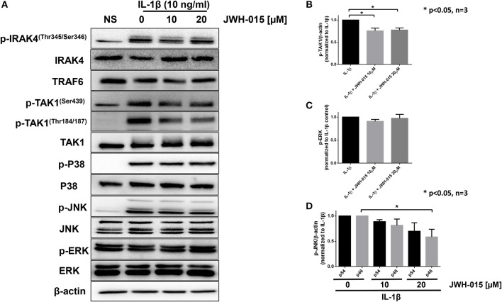JWH-015 inhibits TAK1 activation. For signaling studies, RASFs were again pre-treated with JWH-015 (10 and 20 μM) for 10 min prior to the addition of IL-1β (10 ng/mL) for 30 min. (A) Cell lysates were collected and assayed for IL-1 signaling proteins using Western immunoblotting. Densitometric analysis of (B) pTAK-1Thr184/187, (C) p-ERK, and (D) p-JNK p54 and p46 is shown. JWH-015 alone at either dose did produce a response and was removed for clarity. *p < 0.05, one-way ANOVA n = 3 where 3 different cell lines derived from 3 different RA patients was used. NS, non-stimulated.