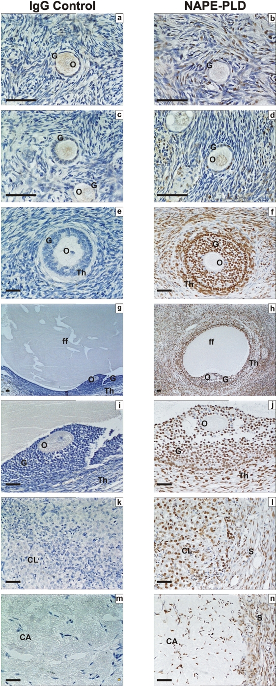 Immunohistochemical staining for NAPE-PLD.Images in the left side of the panel represent the negative control (rabbit IgG) and images on the right are for NAPE-PLD. Images a, and b are primordial follicles, c and d are primary follicles, e and f are secondary follicles; g and h are low power images of tertiary follicles, i and j are high power images of tertiary follicles, k and i are images of corpus luteum, and m and n are images of corpus albicans. Granulosa cells (G), theca cell layers (Th), the oocyte (O) and follicular fluid (ff) demonstrated NAPE-PLD immunoreactivity as did lutein-granulosa cells of the corpus luteum (CL) and corpus albicans (CL) and septa (S). The images are representative from at least two structures and taken at 50×, 200×, or 400× magnification. Bar = 50 µm.