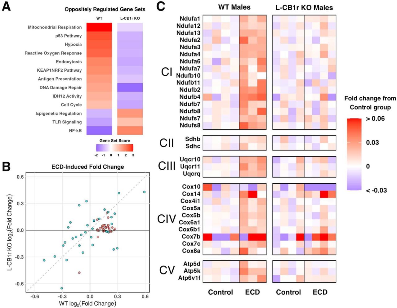 ECD remodels hepatic metabolic transcriptional profile in a CB1r-dependent mannerA – C: Results of NanoString nCounter Metabolic Pathway, showing the effect of ECD on gene expression in WT and L-CB1r KO mice separately. A) Gene sets for which the difference in gene set score between WT and L-CB1r KO was greater than |2|. Presented in descending order of gene set score for WT mice. B) Scatterplot showing log2(fold change) of individual transcripts belonging to the Mitochondrial Respiration gene set. C) Heatmaps of relative expression of gene transcripts involved in the electron transport chain. Transcripts are separated into and labeled by the super-complex they comprise or facilitate (CI – CV). Within each genotype, individual samples are expressed as fold change with respect to the mean of the within-genotype Control group.
