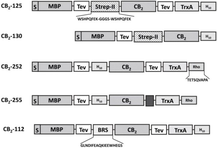 Schematic representation of constructs for expression of CB2 fusion protein in E. coli (adapted from [22, 33, 39]).