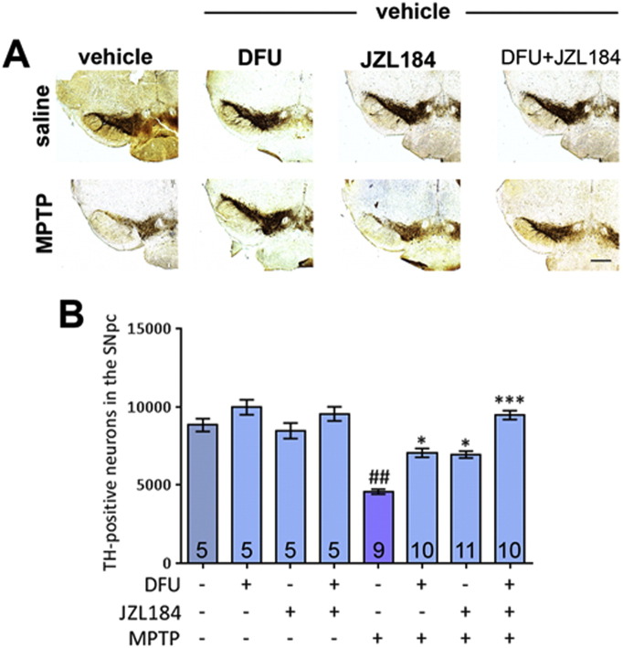 Effect of dual MAGL and COX-2 inhibition on MPTP neurotoxicity. (A) Representative photomicrographs of TH-stained SN sections following treatment with DFU and/or JZL184 with either saline or MPTP (scale bar is 200 μm). (B) MPTP causes a reduction in TH-positive nigral neurons. This is attenuated by treatment with DFU or JZL184 alone and, when administered as a co-treatment, the drugs result in a pronounced effect, providing recovery to saline TH levels. Data are mean ± SEM, n — numbers displayed on bars. Experiment was performed twice and the results pooled. One-way ANOVA: F(7, 52) = 5.129, p = 0.0002. ## p < 0.01 compared to vehicle and saline group; * p < 0.05, *** p < 0.001, compared to vehicle and MPTP group (Newman–Keuls post hoc test).