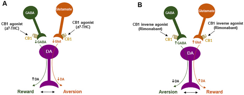 Schematic diagrams of a working hypothesis showing how a CB1R agonist and an inverse agonist produce opposite subjective effects. (A): A CB1R agonist such as Δ9-THC may produce rewarding effects by decreasing VTA GABA release and increasing NAc DA release. (B): In contrast, an inverse CB1R agonist may produce an opposite aversive effect by increasing GABA release and decreasing DA release in the NAc. ↑, ↓: indicate an increase or a decrease in neurotransmitter release.