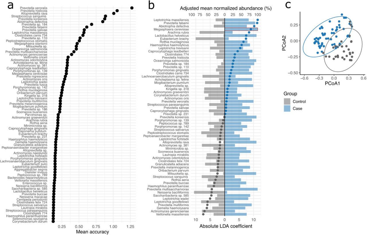 Identification of informative species.(a) Species importance from a 10-fold cross-validation Random Forest (RF) model. Informative species were defined as those above the 85th percentile of mean accuracy (cutoff = 0.1227), yielding a model accuracy of 87%. (b) Linear Discriminant Analysis (LDA) of informative species selected by RF. Highly correlated species (Pearson |r| > 0.75) were removed to avoid multicollinearity. Bar lengths represent adjusted mean normalized abundance (%) per group; dots indicate absolute LDA coefficients. Group-specific species present in ≥5 individuals are marked with a red outline. (c) Bray-Curtis PCoA calculated from species selected by LDA. Ellipses represent 95% confidence intervals per group.