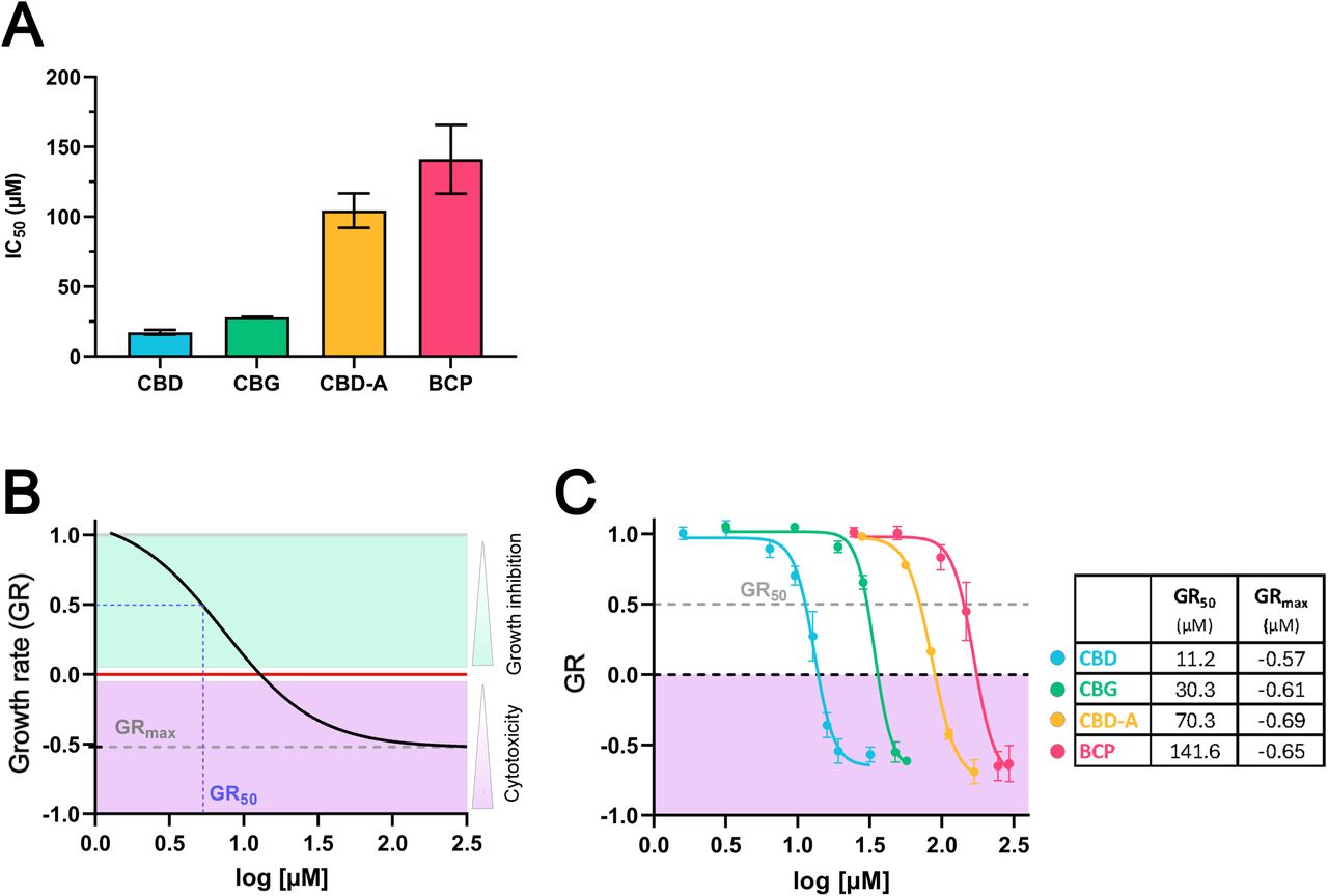 Hemp-derived compounds differentially affect MDA-MB-231 cell vitality and growth.MDA-MB-231 cells were treated with hemp-derived compounds: cannabidiol (CBD), cannabigerol (CBG), cannabidiolic acid (CBD-A), and β-caryophyllene (BCP). (A) IC50 values represent the concentration (µM) required to reduce cell vitality by 50% after 72 hours of treatment, as determined by resazurin-based metabolic assay. Data are expressed as the mean ± SD from four independent experiments performed in triplicate. Control conditions: 0.3% DMSO. (B) Illustration delineating the metrics of growth rate (GR), with GR>0 denoting a growth inhibitory effect, GR=0 indicating cytostasis, and GR<0 signifying cytotoxicity. GR50 and GRmax are projected onto the x-axis and y-axis, respectively. (C) GR dose–response curves at 72 hours of treatment for cells treated with the four compounds. GR values calculations were based on the number of SPY-DNA+/SYTOX Green- nuclei quantified by live-cell imaging. GR50 and GRmax values (µM) for each compound are indicated in the table. Data represent mean ± SD from three independent experiments.
