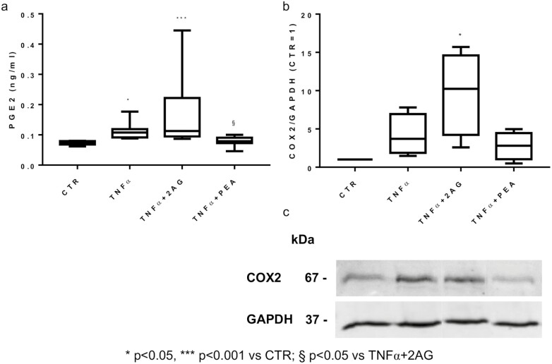 Modulation of PGE2 (a) and COX2 (b) by 2AG (1 pg/mL) and PEA (0.5 pg/mL). (a) PGE2 release, analyzed by UHPLC-MS/MS in CH culture medium (n = 8 independent experiments) for 3 days after treatments. (b) Quantification of the COX2 expression in TNFα-stimulated and 2AG- or PEA-treated CH at day 3 was analyzed by Western blotting. Data (n = 4 independent experiments) were normalized on GAPDH and expressed as relative values (CTR = 1). (c) Representative Western blots of COX2 expression by TNFα-stimulated and 2AG- or PEA-treated CH. GAPDH was used as internal control and COX2 densitometric evaluation was normalized on it.