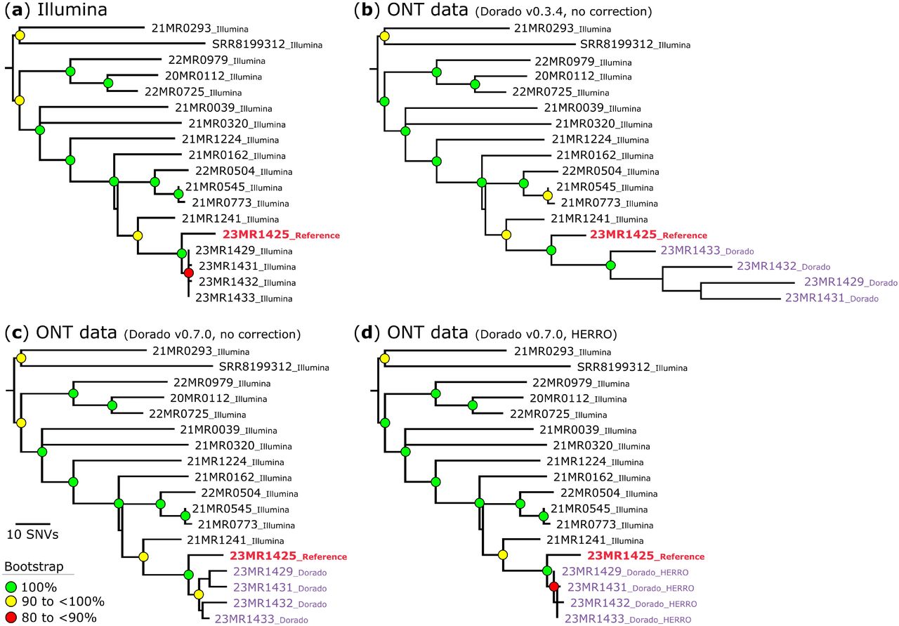 Maximum parsimony phylogeny of Staphylococcus aureus sequence type (ST)97.Single-nucleotide variants (SNVs) were derived from a core-genome alignment of ∼2,718,000 bp and were called against the chromosome of sample 23MR1425. SNV density filtering in SPANDx (excluded regions with ≥3 SNVs in a 10 bp window). All phylogenetic trees were rooted according to the 21MR0293 and SRR8199312 outgroup. Bootstrap values >80% (1,000 replicates) are shown. (a) Illumina only data for the neonatal intensive care unit (NICU) isolates. The phylogeny was inferred from 406 core-genome SNVs from 18 genomes. The consistency index for the tree was 1.0. (b) Nanopore only data (Dorado v0.3.4) for the NICU isolates (purple taxa). The phylogeny was inferred from 502 core-genome SNVs from 18 genomes. The consistency index for the tree is 0.95. (c) Nanopore only data (Dorado v0.7.0, no Haplotype-aware ERRor cOrrection (HERRO)) for the NICU isolates (purple taxa). The phylogeny was inferred from 424 core-genome SNVs from 18 genomes. The consistency index for the tree is 0.99. (d) Nanopore only data (Dorado v0.7.0 with HERRO correction) for the NICU isolates (purple taxa). The phylogeny was inferred from 407 core-genome SNVs from 18 genomes. The consistency index for the tree is 1.0.
