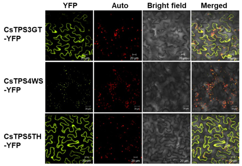 Subcellular localization of CsTPSs in N. benthamiana leaf cells. A. tumefaciens harbouring YFP-tagged CsTPS was infiltrated into N. benthamiana leaves. Then, the infiltrated leaves were visualized using a confocal microscope (2 dpi). Auto: chlorophyll autofluorescence; YFP: YFP channel image; Bright field: light microscope image; Merge: merged image between autofluorescence, YFP, and light channel. Scale bars: 20 μm.