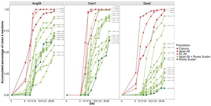 Cumulative percentage of hypocotyls with susceptibility (Class 4) among segregating genotypes F2 of Iapar-59 × Rume Sudan vs. progenitors resistant and susceptible to three isolates of C. kahawae. Ang29: Cumulative percentage of hypocotyls with susceptibility (Class 4) to the isolate of Angola origin. Cam1: Cumulative percentage of hypocotyls with susceptibility (Class 4) to the isolate of Cameroon origin. Que2: Cumulative percentage of hypocotyls with susceptibility (Class 4) to the isolate from Kenya. DAI: Days after inoculation.