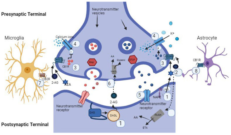 ECS retrograde signaling diagram described by using points. (1) Neurotransmitter stimulation derives ECS synthesis in postsynaptic cells. (2) ECS’s binding to CB1R on presynaptic cell. (3) Binding of ECS’s to endocannabinoid receptor results in intracellular cascade events through ion channel modulation. (4) Modulation of ion channels further ceases the release of neurotransmitters. (5) Neurotransmitter concentration in synaptic cleft affects neurotransmission in postsynaptic cell. (6) 2-AG degraded by MAGL to arachidonic acid (AA) and glycerol, while AEA metabolized in postsynaptic cell by FAAH and broken down into AA and ethanolamine (ETA). (7) Microglial CB2R interacts with 2-AG and starts immune responses. (8) Astrocytes of CB1R interact with AEA and start related effects.