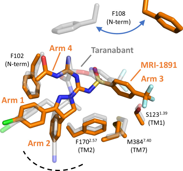 Overlap of MRI-1891 and taranabant bound in the CB1R orthosteric pocket.Superposition is based on all receptor Cα positions (rmsd 0.6 Å). The MRI-1891 inverse agonist and selected sidechains from its complex are shown as orange sticks. Superimposed structure of taranabant and the same sidechains in its complex are shown as transparent gray sticks. Dotted line indicates base of the orthosteric pocket.