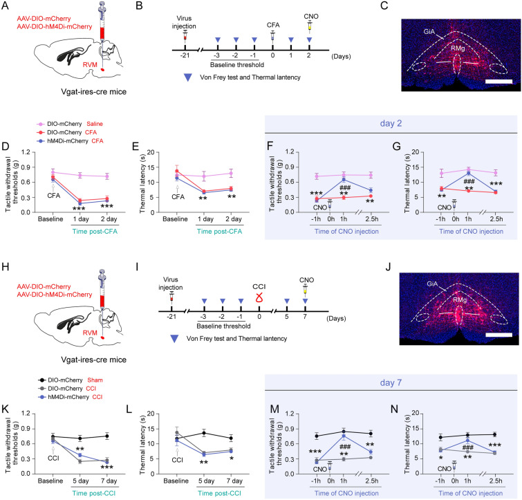 Inhibition of GABARVM neuron alleviates pain hypersensitivity induced by CFA and CCI. A The diagram illustrating the stereotaxic injection of AAV-DIO-hM4Di-mCherry or AAV-DIO-mCherry viruses into the RVM region of vgat-ires-cre mice. B The experimental design and timeline of the behavioral tests for inhibiting GABARVM neurons in the CFA model. C The representative fluorescence image shows the injection site of the virus. Scale bars = 500 μm. D-E The time course of changes in the tactile withdrawal thresholds (D) and the thermal withdrawal latency (E) in the vgat-cre::DIO-mCherry and vgat-cre::DIO-hM4Di mice after CFA treatment. F-G The time course of changes in the tactile withdrawal thresholds (F) and the thermal withdrawal latency (G) in CFA-treated vgat-cre::DIO-mCherry and vgat-cre::DIO-hM4Di mice after CNO injection. H The diagram illustrating the stereotaxic injection of AAV-DIO-hM4Di-mCherry or AAV-DIO-mCherry viruses into the RVM region of vgat-ires-cre mice. I The experimental design and timeline of the behavioral tests for inhibiting GABARVM neurons in the CCI mice. J The representative fluorescence image shows the injection site of the virus. Scale bars = 500 μm. K-L The time course of changes in the tactile withdrawal thresholds (K) and the thermal withdrawal latency (L) in the vgat-cre::DIO-mCherry and vgat-cre::DIO-hM4Di mice after CCI treatment. M–N The time course of changes in the tactile withdrawal thresholds (M) and the thermal withdrawal latency (N) in the CCI-treated vgat-cre::DIO-mCherry and vgat-cre::DIO-hM4Di mice after CNO injection. **p < 0.01 and ***p < 0.001 vs. Saline or Sham control group, ###p < 0.001 vs. CFA- or CCI-DIO-mCherry group, two-way ANOVA followed by Bonferroni post hoc tests, n = 6 mice per group. All data are shown as mean ± SEM