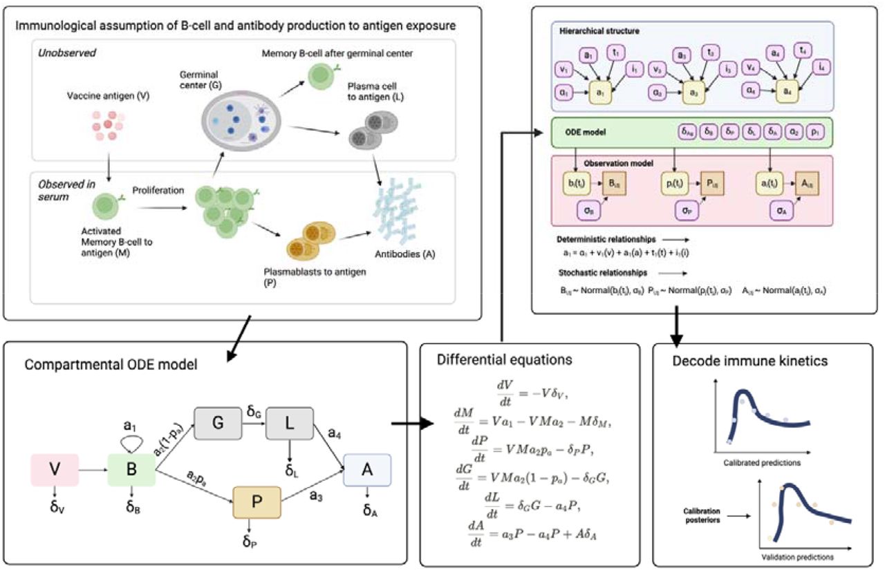 Illustration of the link between the immunological assumptions, dynamic model and the hierarchical effects on the parameters of interest.