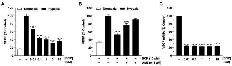 Effect of BCP on VEGF protein (A,B) and mRNA (C) expression in hypoxic A549 cells. A549 cells were incubated with vehicle or BCP under hypoxic conditions for 48 h (A,B) or 6 h (C). In the case of the experiment shown in (B), a 30 min preincubation with AM630 (1 µM) was performed under normoxic conditions. AM630 continued to be present in the incubate during the subsequent 48 h incubation with BCP under hypoxic conditions. All percentage values refer to vehicle-treated hypoxic A549 cells set to 100%. In (A,B), a vehicle-treated normoxic cell group was included to assess the hypoxia effect. Data represent mean ± SEM of n = 24 (A), n = 12 (B), or n = 6 (C) per group. **** p ≤ 0.0001 versus vehicle-treated hypoxic A549 cells; #### p ≤ 0.0001 vs. BCP-treated hypoxic A549 cells; one-way ANOVA with Dunnett′s (A,C) or Bonferroni′s (B) post hoc test.