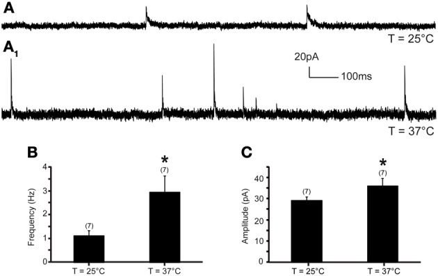 Inhibitory neurotransmission to DMV neurons is potentiated by TRPV1 at physiological temperatures. (A). Continuous recording of mIPSCs at 25°C (A) and after increase of temperature from 25 to 37°C (A1) in TTX (1 μM). (B,C). Bar graph summarizing the effect of temperature on mIPSC frequency (B) and mIPSC amplitude (C). *Significance (p < 0.05).