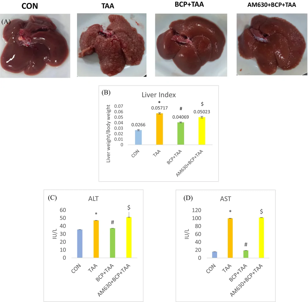 (A) Liver images. (B) Liver index among different groups. Level of (C) ALT and (D) AST markers in serum (n = 7–8) *p < 0.05 CON vs. TAA, # p < 0.05 TAA vs. BCP + TAA, $ p < 0.05 BCP + TAA vs. AM630 + BCP + TAA (one‐way ANOVA followed by DMRT). CON: Control, BCP + TAA: β‐Caryophyllene+ Thioacetamide treatment, AM630 + BCP + TAA: AM630 + β‐Caryophyllene+ Thioacetamide.