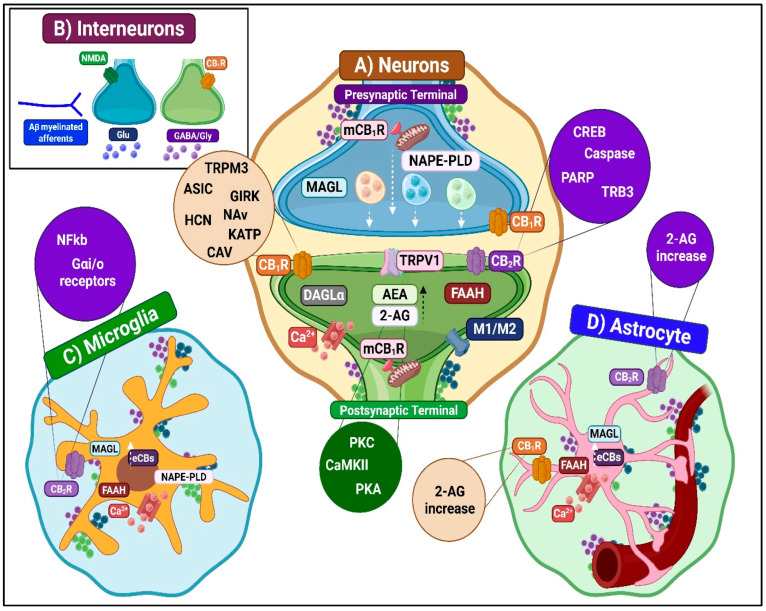 ECS-mediated antinociceptive modulation in the spinal DH. (A) Nociceptive projection neurons: Postsynaptic activity induces eCB synthesis. These mediators diffuse retrogradely to presynaptic CB1Rs (Gi/o-coupled), triggering: (i) Gαi/o-mediated adenylyl cyclase inhibition, reducing cAMP/PKA activity and modulating ion channels (TRPV1, HCN, ASIC, Nav); (ii) suppression of VGCCs and TRPM3, decreasing Ca2+ influx and neurotransmitter release; (iii) Gβγ-mediated activation of GIRK and K_ATP channels, producing hyperpolarization; (iv) MAPK cascade activation (ERK, JNK, p38) for long-term transcriptional changes. CB2R inhibits adenylyl cyclase, suppresses PKA-NF-κB/CREB signaling, and blocks inflammatory gene expression. (B) Interneurons: CB1R reduces glutamate release from excitatory interneurons. CB2R activates Gi/o-PLC-IP3 pathway, elevating Ca2+ to promote GABA/glycine release and hyperpolarization. (C) Microglia: M2 phenotype releases anti-inflammatory mediators (IL-10, TGF-β) and trophic factors (IGF-1, BDNF), and expresses inhibitory receptors (TREM2, CD200R, CX3CR1) that suppress NF-κB. CB2R activation promotes anti-inflammatory cytokines (IL-4, IL-10, NGF), reduces IL-1β, suppresses ATP/P2X4-BDNF signaling, and downregulates CCR2/CX3CR1. PPAR-γ inhibits M1 polarization and suppresses AP-1, STAT, and NF-κB pathways, thereby reducing iNOS and MMP-9. (D) Astrocytes: A2 phenotype forms protective barriers and secretes neurotrophic factors (BDNF, NGF, TGF-β, IL-10). CB1R/CB2R activation amplifies 2-AG/AEA release, suppresses pro-inflammatory cytokines, and reduces oxidative stress. eCB-activated PPARs, GPR55, GPR18, and TRPV1 provide additional anti-inflammatory effects.
