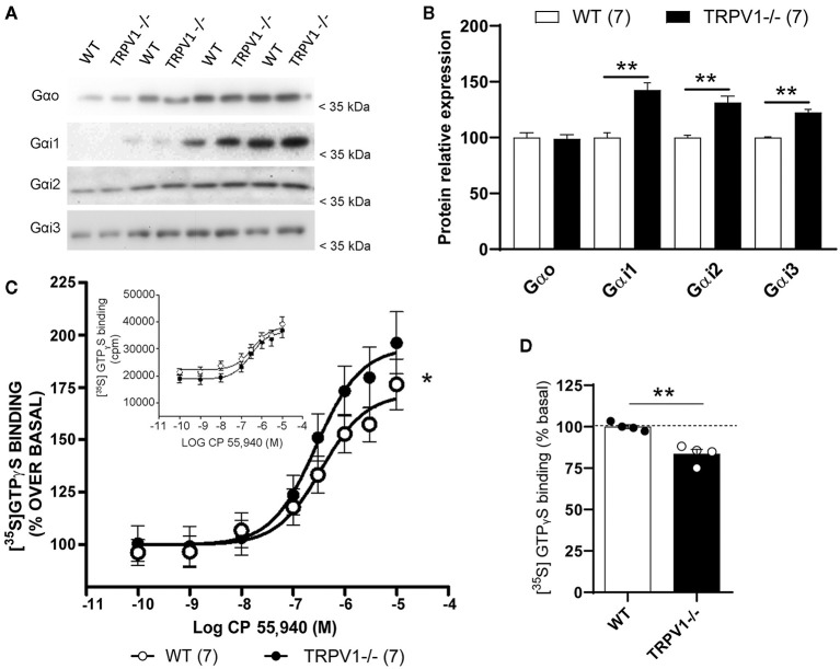 Molecular changes in Gαo and Gαi subunits in TRPV1-/-. (A,B) Immunoblot and relative expression of Gαo, Gαi1, Gαi2, and Gαi3 proteins in synaptosomal extracts with increasing protein concentrations (4, 8, 12, and 16 μg/μl) from WT and TRPV1-/- mice hippocampi. p > 0.05; *p < 0.05; **p < 0.005. Data are expressed as mean ± SEM. (C) CP 55,940-stimulated [35S]GTPγS binding assay in the hippocampal synaptosome fractions from WT and TRPV1-/-. Concentration curves were constructed using mean values ± SEM from four different experiments performed in triplicate. Paired t-test; *p < 0.05. Inset: CP 55,940 concentration–response curves are expressed in cpm (counts per minute) to show non-normalized basal (WT: 22.179 ± 2.844 cpm vs. TRPV1-/-: 18.715 ± 2.816. Paired t-test; *p < 0.05) and Emax values (WT: 39.079 ± 2.844 cpm vs. TRPV1-/-: 36.251 ± 2.285 cpm. Paired t-test; ns; p > 0.05). (D) Bar graph representing the relative percentage of [35S]GTPγS basal binding levels in WT and TRPV1-/-. Unpaired t-test; **p < 0.005. Data are represented as mean ± SEM.